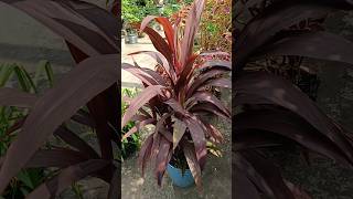 Cordyline Fruticosa Ti plantleafplant cordylinefruticosa tiplant beautifulleafplant garden [upl. by Raasch194]