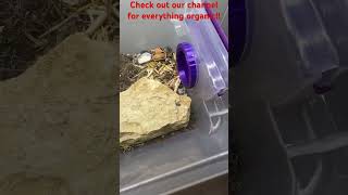 Isopod terrarium update garden isopods terrarium gardening bugs plants worms organic [upl. by Geno]