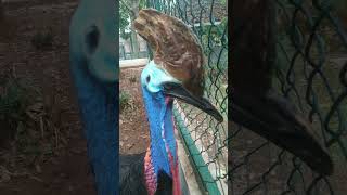 Cassowary angry [upl. by Allegra]