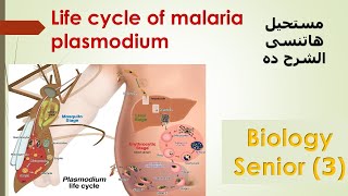 Malaria plasmodium life cycle 3rd secondary [upl. by Stargell]