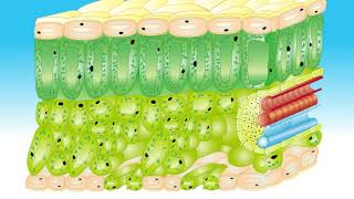 Animation 91 The structure of the leaf [upl. by Rufina]