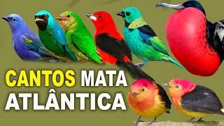 CANTOS DE AVES da MATA ATLÃ‚NTICA  PÃSSAROS da MATA ATLÃ‚NTICA [upl. by Tarrah]