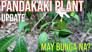 Pandakaki Plant UPDATE Tabernaemontana pandacaqui Philippine Native Plant [upl. by Scandura103]