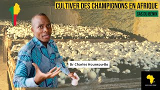 Cultiver des Champignons en Afrique [upl. by Essej207]