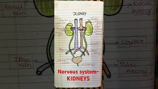 trending shortsvideo shorts kidneydisease kidneypatient kidney [upl. by Terrell]