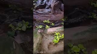 Snake garden in morocco agadir [upl. by Youngran599]