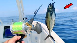 Dropping Huge Baits Over a Sunken Shipwreck Catch Clean Cook [upl. by Luckett]