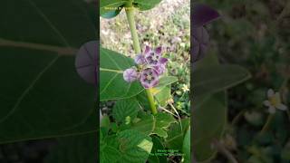 Gynostegium in Calotropis procera flower of Asclepiadaceae Family Fusion of Stamens and Carpels [upl. by Gauthier]