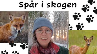 SFI  Spår i skogen [upl. by Celik]