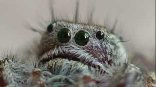 Jumping Spider Got Cute [upl. by Imac]