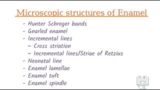 Microscopic Structures of Enamel Histology [upl. by Debbee]