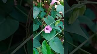 Ipomoea trilobaCommonly called as quotMorning Glory quot [upl. by Potash]