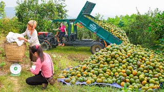 Use Truck Transport And Hire People To Harvest Orange Gardens To Sell  Selling Ducks [upl. by Stich973]