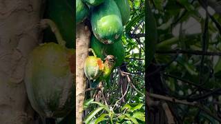 Small green barbet or Whitecheeked barbet♥️ wildlifenaturefrugivorousbirds [upl. by Roseann]