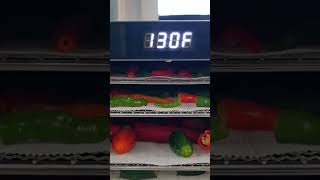 Dehydrating in process prepper pepper dehydrator selfsufficient selfimprovement rvlife [upl. by Carolynn]