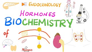 Hormone Biochemistry Genomic vs Nongenomic Actions [upl. by Viafore30]