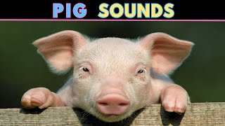 Pig Sounds  Squeaking amp Oinking  Learn The Sound A Pig Makes [upl. by Gorrian]