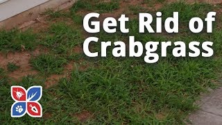 Do My Own Lawn Care  How to Get Rid of Crabgrass  Ep19 [upl. by Erdnassak]