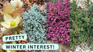 Bring Color To Your Winter Garden With These 7 Plants [upl. by Sheeree593]