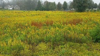 Honey Bee Winter Food Goldenrod amp Pollen [upl. by Naicul491]