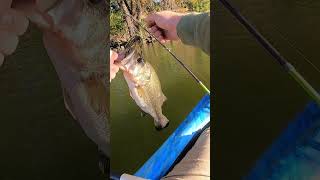 There it is footballjig bassfishing bassjigs bass fishing basstackle [upl. by Werdna764]