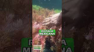 Rotala Mexicana Aquarium Plant For Sale [upl. by Bart]