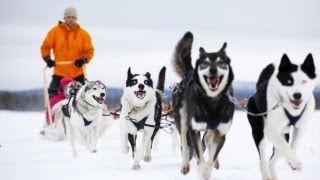 Pasi the Husky Farm Owner in Lapland  FINLAND [upl. by Swithbert]