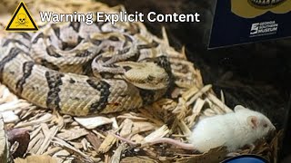 Feeding Angry Rattlesnakes Is a BAD IDEA [upl. by Ike]