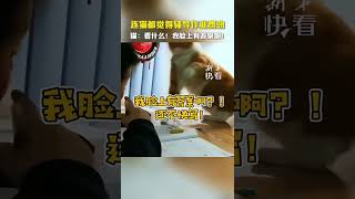 猫：看什么，我脸上有答案啊！还不快写！ [upl. by Galan]