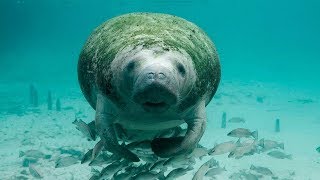 10 Amazing Facts about Manatees [upl. by Coffey]