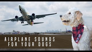 Airplane Sound Dog Desensitization Sound Noise for Puppy Dog Socialization [upl. by Eniamreg859]