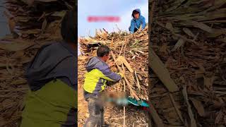 Process of tying sorghum straw for transportation [upl. by Elleda]