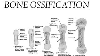 BONE OSSIFICATION lecture notes [upl. by Althea]