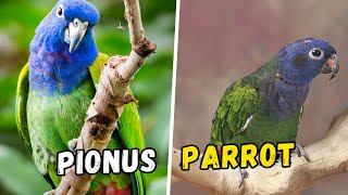 Pionus Parrot as pet 🦜 EVERYTHING You need to know [upl. by Nottirb224]