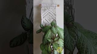 DIY Suporte para Plantas em Macramê Tutorial👆macrame macramepassoapasso tutorialmacrame [upl. by Marlin]