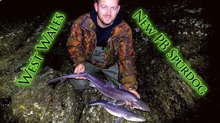 SHORE fishing for Spurdogs in wales [upl. by Katuscha]