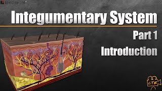 Integumentary System In 9 Minutes Part 1 Of 3 [upl. by Aynnek]