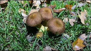 Armillaria lutea Armillaria gallica November 23 2023 [upl. by Adis508]