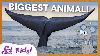 Blue Whales The Biggest Animal EVER  SciShow Kids [upl. by Adgam426]