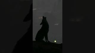 Coyote Howl Silhouette in Predawn Light  Coyote Howling Sounds [upl. by Reinert]