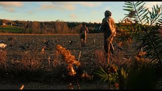 Chasse à l’outarde  bernache du Canada [upl. by Arehs171]