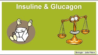 Regeling  Insuline amp Glucagon [upl. by Akimik]