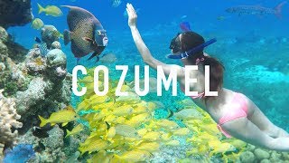 COZUMEL SNORKELING TIPS amp Creepy Animals [upl. by Alled355]