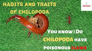 The Class Characteristics Of Chilopoda [upl. by Warden]