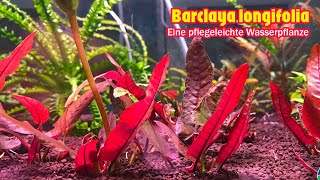 Barclaya longifolia  Eine pflegeleichte Wasserpflanze [upl. by Krisha]