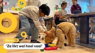 Dierendag Schoolhond Lola krijgt extra veel aandacht [upl. by Lello]