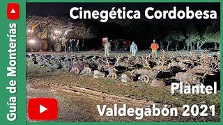 Plantel Montería Valdegabón Cinegética Cordobesa 2021 [upl. by Ynohtnaleahcim356]