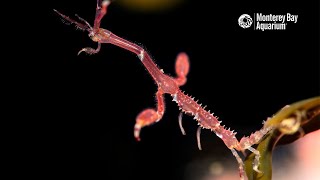 The Microscopic Marvel of The Skeleton Shrimp  The Critter Corner [upl. by Sperry]