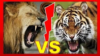 Lion vs Tiger fight to death [upl. by Joleen]