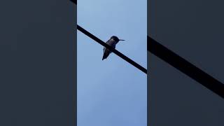 Hummingbird hummingbird sanfrancisco bird outersunset nature [upl. by Rehpotsrihc]